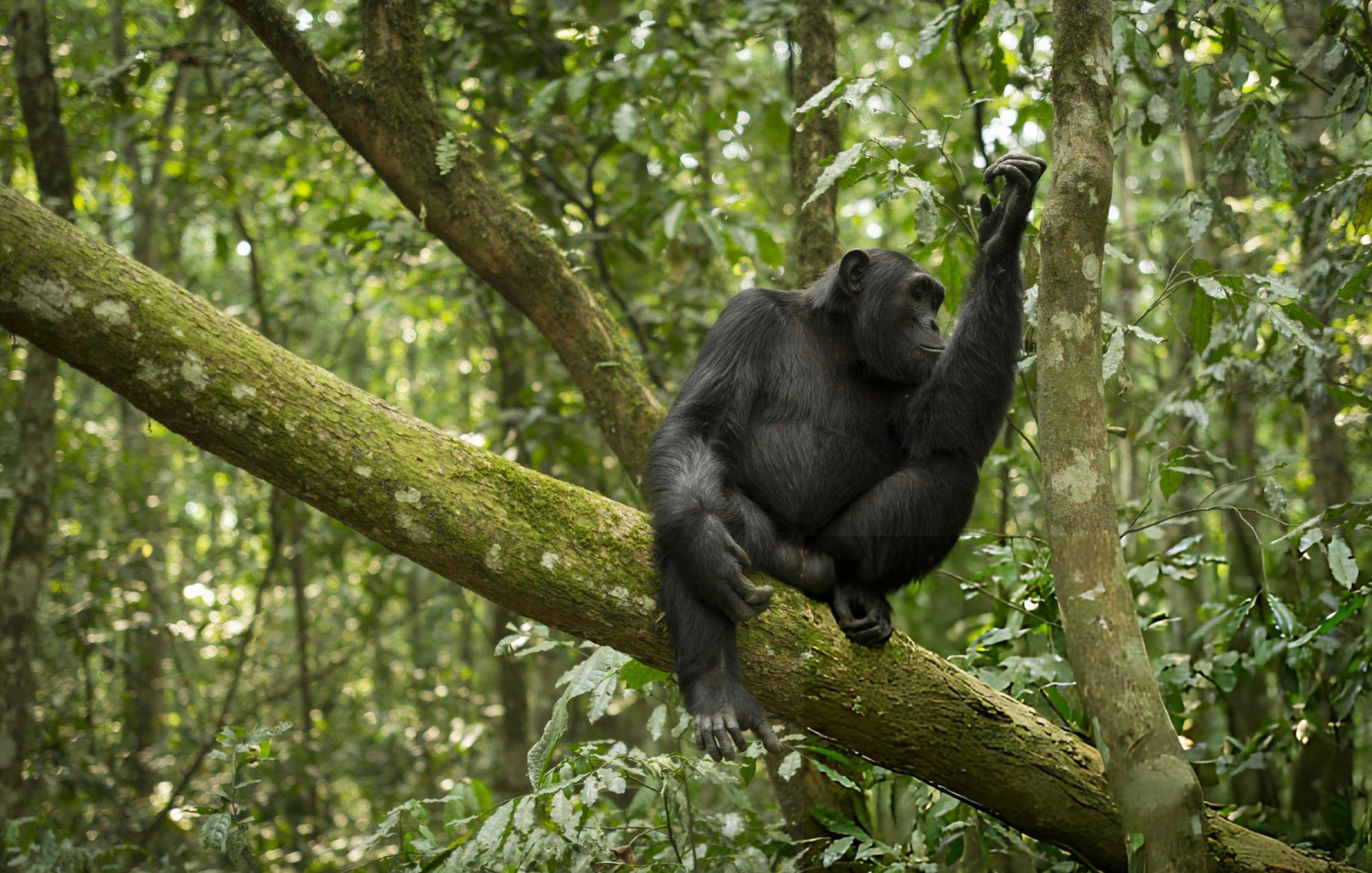 Mountain gorilla surrounded by fresh green forest.