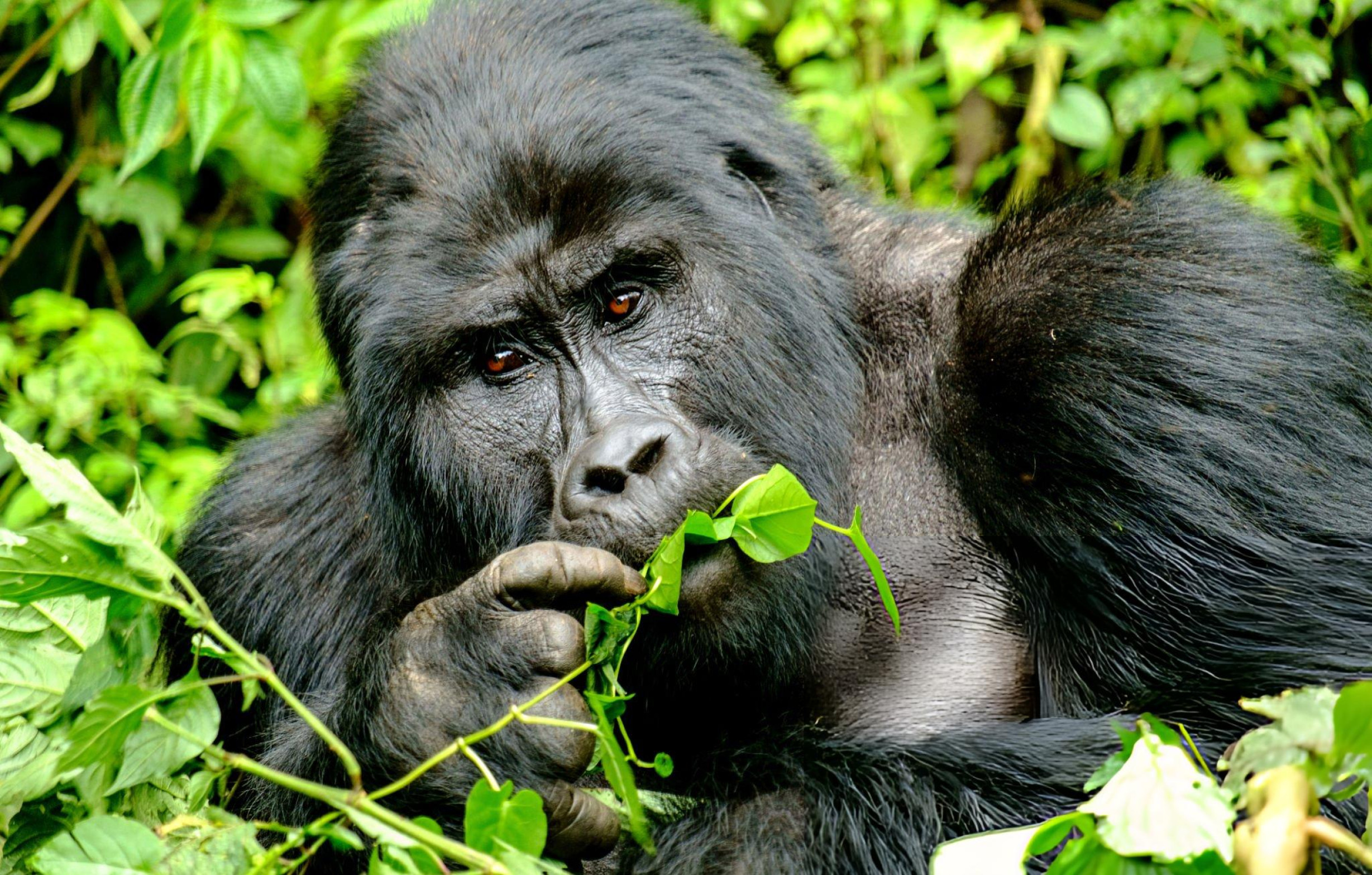 Mountain gorilla resting in lush forest habitat.