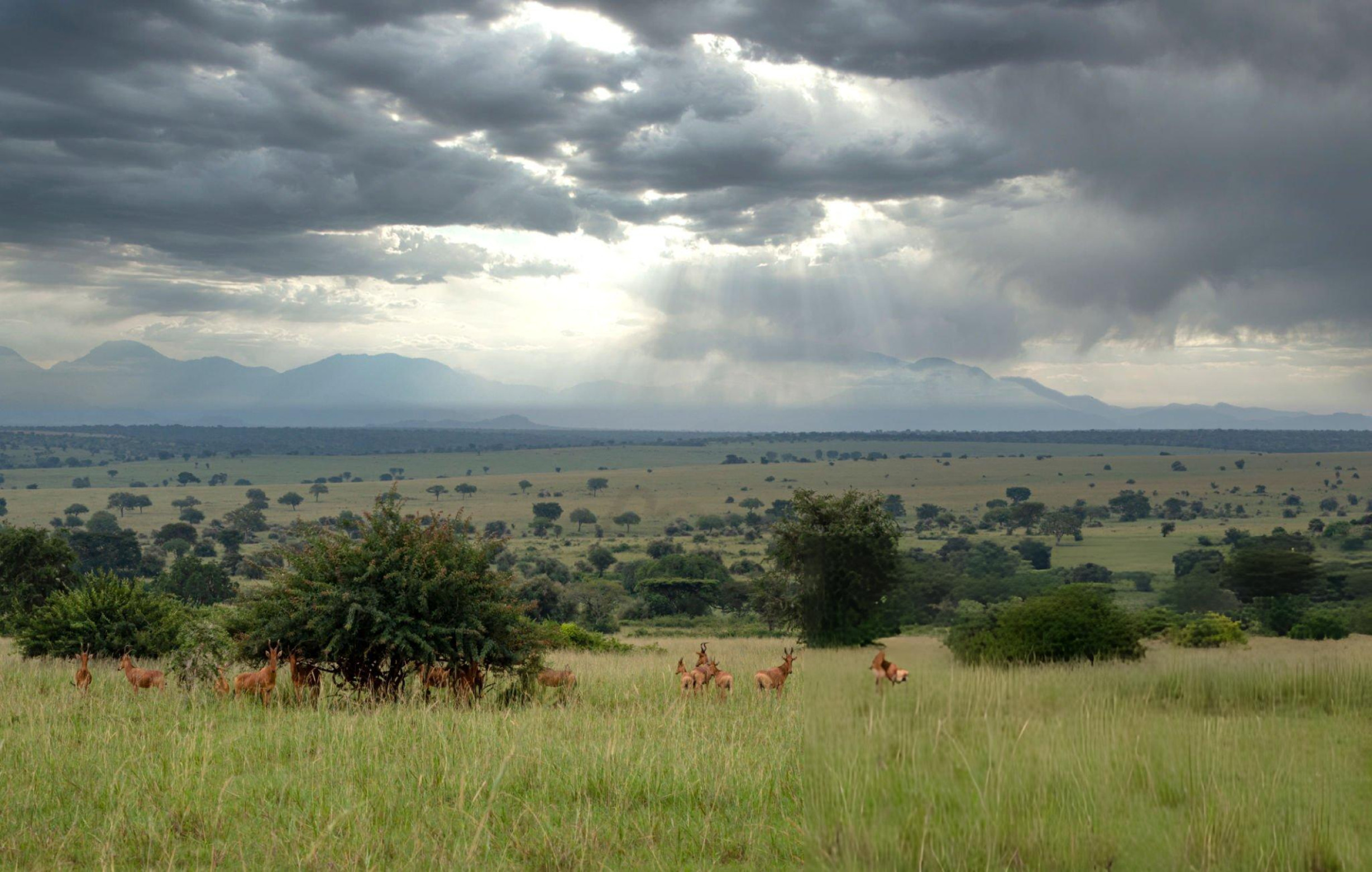 Safari vehicle parked beneath acacia trees in a dry wilderness landscape.